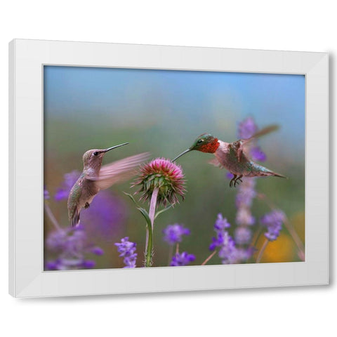 Ruby Throated Hummingbird at Bull Thistle White Modern Wood Framed Art Print by Fitzharris, Tim