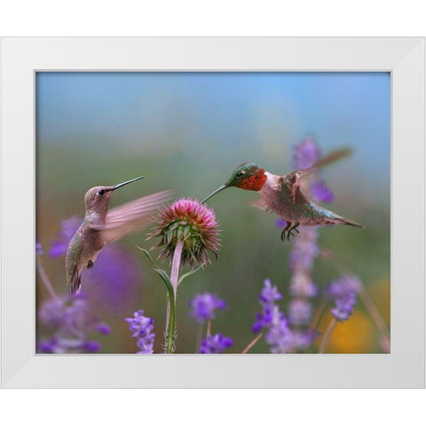 Ruby Throated Hummingbird at Bull Thistle White Modern Wood Framed Art Print by Fitzharris, Tim