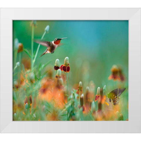 Ruby Throated Hummingbird among Mexican Hat Wildflowers White Modern Wood Framed Art Print by Fitzharris, Tim