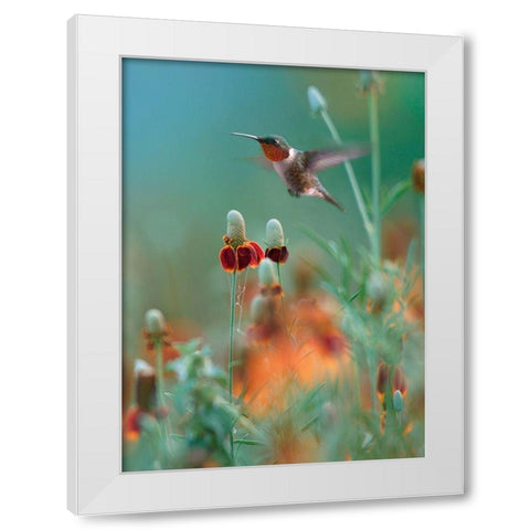 Ruby Throated in Mexican Hat Wildflowers White Modern Wood Framed Art Print by Fitzharris, Tim