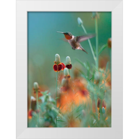 Ruby Throated in Mexican Hat Wildflowers White Modern Wood Framed Art Print by Fitzharris, Tim