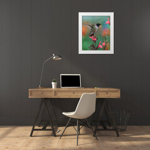 Black Chinned Hummingbird White Modern Wood Framed Art Print by Fitzharris, Tim