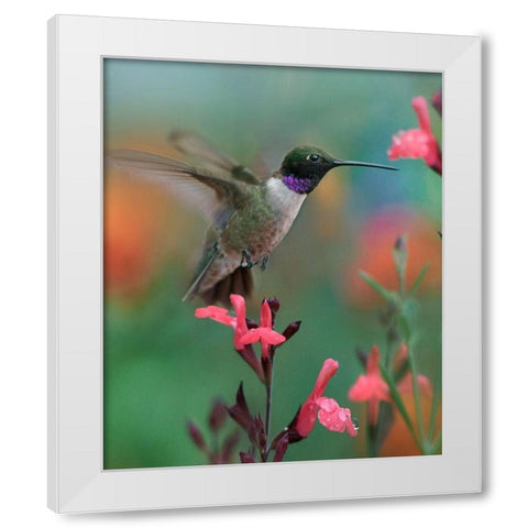 Black Chinned Hummingbird White Modern Wood Framed Art Print by Fitzharris, Tim