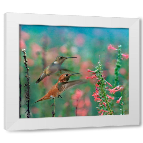 Rufous Hummingbird and Broad Tailed Hummingbird White Modern Wood Framed Art Print by Fitzharris, Tim