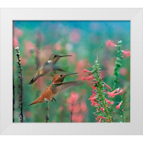 Rufous Hummingbird and Broad Tailed Hummingbird White Modern Wood Framed Art Print by Fitzharris, Tim