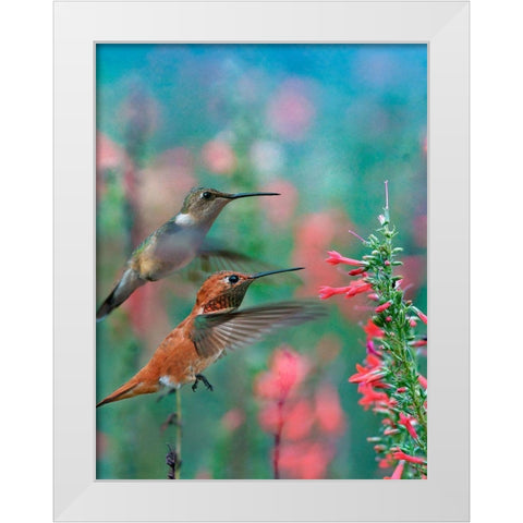 Rufous Hummingbird and Broad Tailed Hummingbirds at Penstemon White Modern Wood Framed Art Print by Fitzharris, Tim