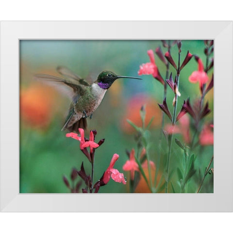 Black Chinned Hummingbird White Modern Wood Framed Art Print by Fitzharris, Tim