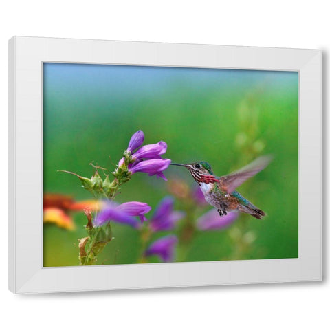 Caliope Hummingbird feeding at Penstemon White Modern Wood Framed Art Print by Fitzharris, Tim