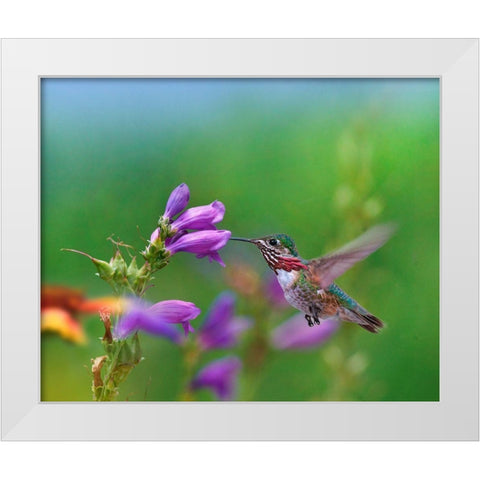 Caliope Hummingbird feeding at Penstemon White Modern Wood Framed Art Print by Fitzharris, Tim