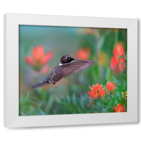 Black Chinned Hummingbird with Indian Paintbrush White Modern Wood Framed Art Print by Fitzharris, Tim