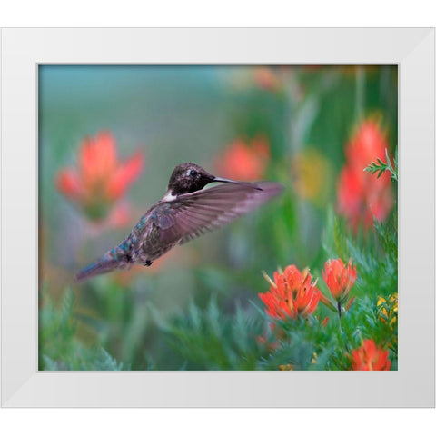 Black Chinned Hummingbird with Indian Paintbrush White Modern Wood Framed Art Print by Fitzharris, Tim