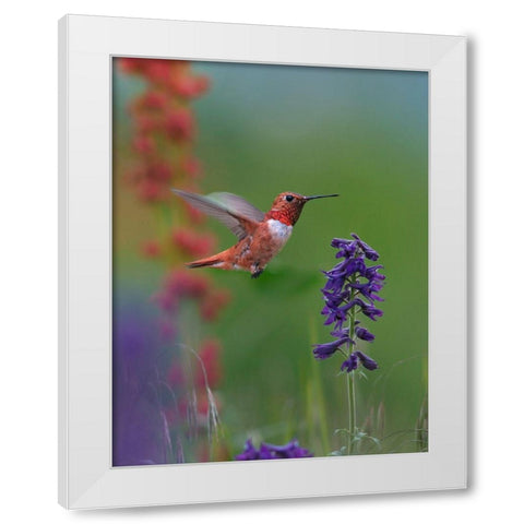 Rufous Hummingbird Hill Country White Modern Wood Framed Art Print by Fitzharris, Tim