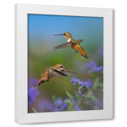 Broad Tailed Hummingbird White Modern Wood Framed Art Print by Fitzharris, Tim