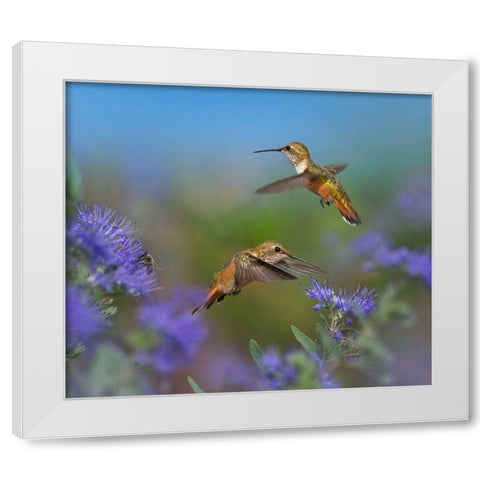 Broad Tailed Hummingbirds White Modern Wood Framed Art Print by Fitzharris, Tim