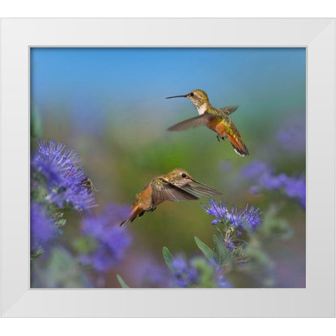 Broad Tailed Hummingbirds White Modern Wood Framed Art Print by Fitzharris, Tim