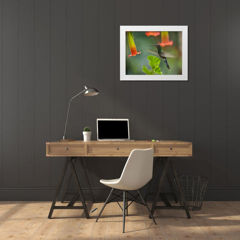 Green Hermit Hummingbird White Modern Wood Framed Art Print by Fitzharris, Tim