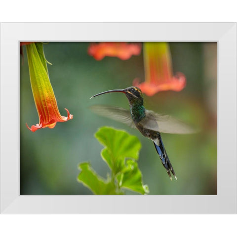 Green Hermit Hummingbird White Modern Wood Framed Art Print by Fitzharris, Tim