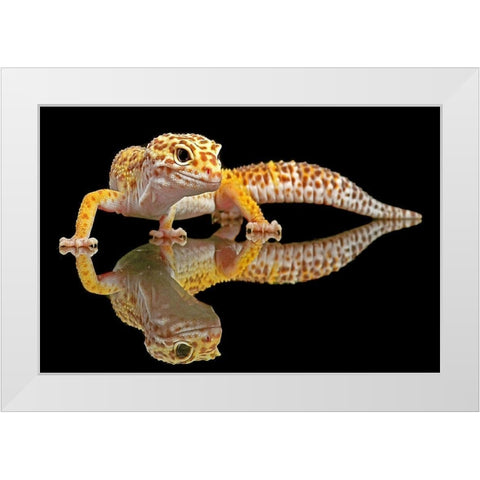 Leopard Gecko White Modern Wood Framed Art Print by Oesin, Dikky