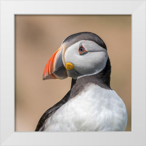 Portrait White Modern Wood Framed Art Print by Galus, Piotr