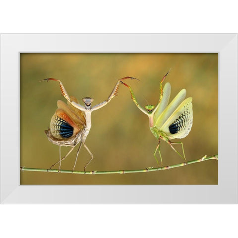 Show Time White Modern Wood Framed Art Print by Baglar, Hasan