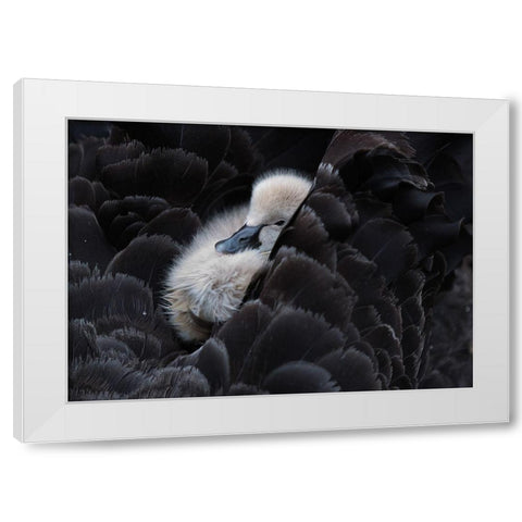 Pickaback White Modern Wood Framed Art Print by Tjandra, C.S.