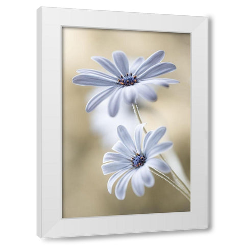 Cape daisies White Modern Wood Framed Art Print by Disher, Mandy