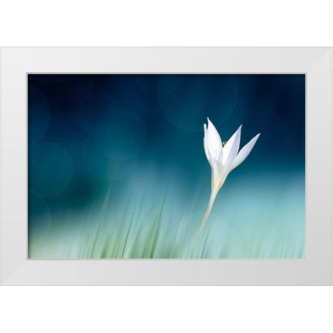 Lonely White Modern Wood Framed Art Print by Reindl, Doris