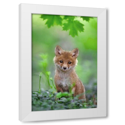 Red Fox Pup White Modern Wood Framed Art Print by Kalathas, Nick