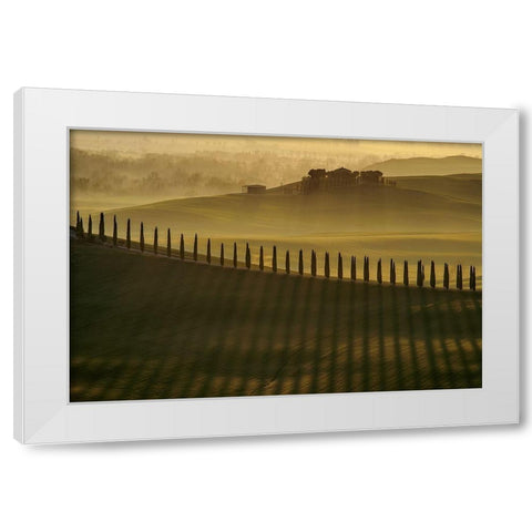 Cypress shadows White Modern Wood Framed Art Print by Pawlak, Jarek