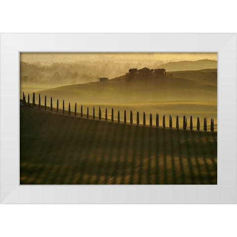 Cypress shadows White Modern Wood Framed Art Print by Pawlak, Jarek