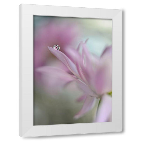 In pink delight White Modern Wood Framed Art Print by Westum, Heidi