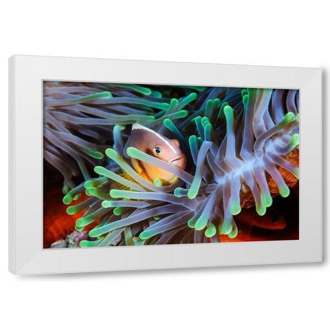 Clownfish White Modern Wood Framed Art Print by Gabriel, Barathieu