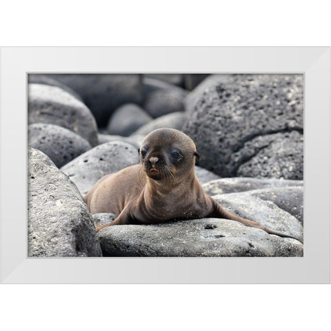 Galapagos Sea Lion pup White Modern Wood Framed Art Print by Ben Tov, Ilan