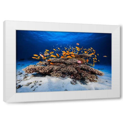 Marine Life White Modern Wood Framed Art Print by Gabriel, Barathieu