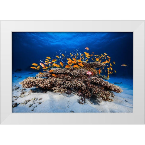 Marine Life White Modern Wood Framed Art Print by Gabriel, Barathieu