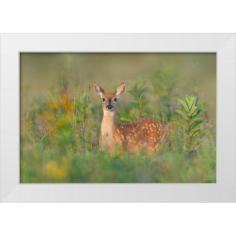 Fragrance of Summer White Modern Wood Framed Art Print by Kalathas, Nick