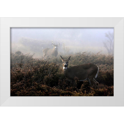 The rut in on  White tailed deer White Modern Wood Framed Art Print by Cumming, Jim