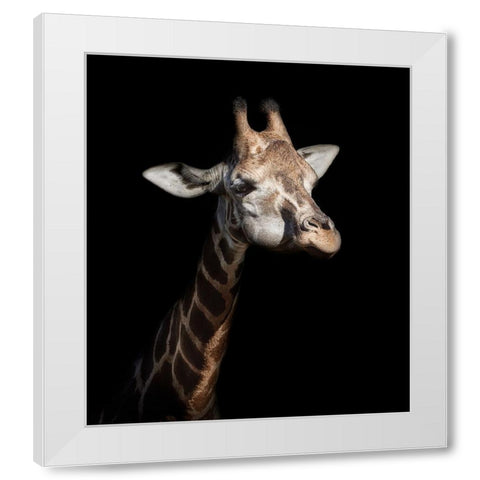 Giraffe in Low Key White Modern Wood Framed Art Print by Garcia, Helena
