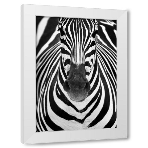 ZEBRA White Modern Wood Framed Art Print by Luis Duran, Juan
