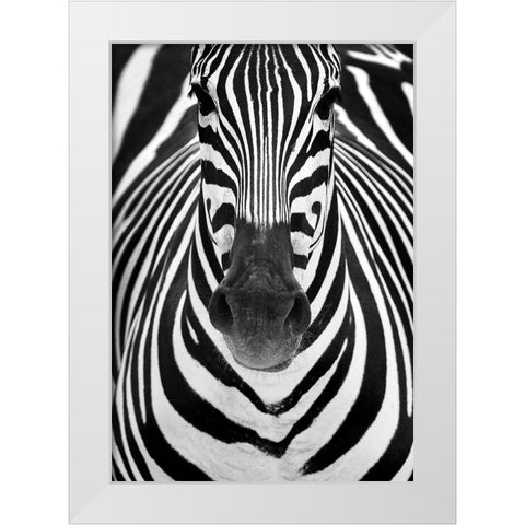 ZEBRA White Modern Wood Framed Art Print by Luis Duran, Juan