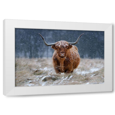 Snowy Highland cow White Modern Wood Framed Art Print by Guijt, Richard