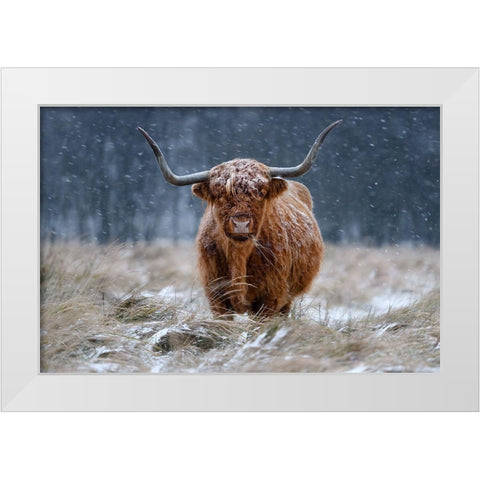 Snowy Highland cow White Modern Wood Framed Art Print by Guijt, Richard