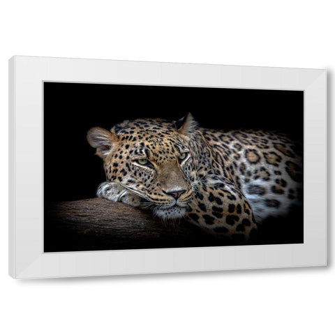 Leopard resting White Modern Wood Framed Art Print by Nauzet Baez Photography
