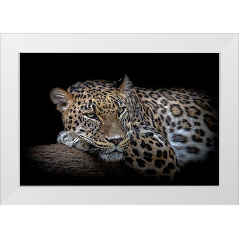 Leopard resting White Modern Wood Framed Art Print by Nauzet Baez Photography