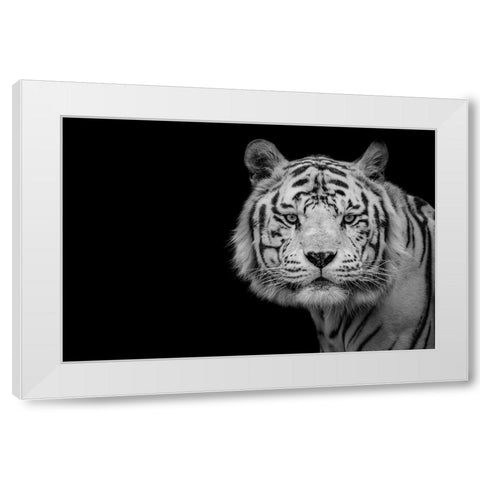 Bengal White Tiger White Modern Wood Framed Art Print by Nauzet Baez Photography