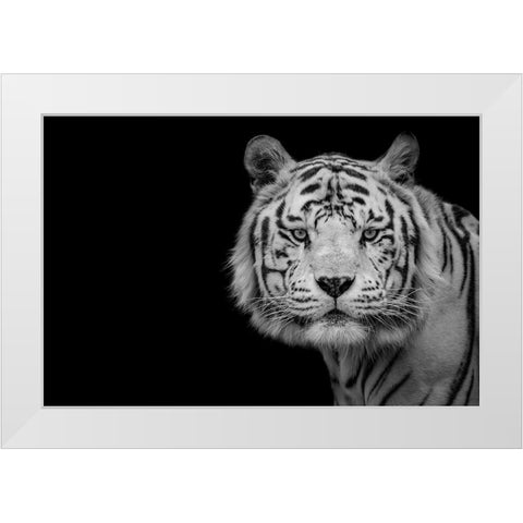 Bengal White Tiger White Modern Wood Framed Art Print by Nauzet Baez Photography