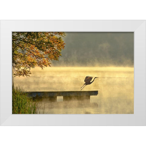 Morning flight White Modern Wood Framed Art Print by Zhang, Eric