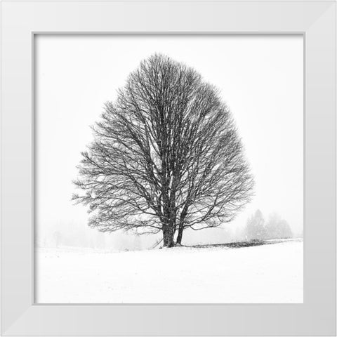 Lonely Tree I White Modern Wood Framed Art Print by Froyda, Martin