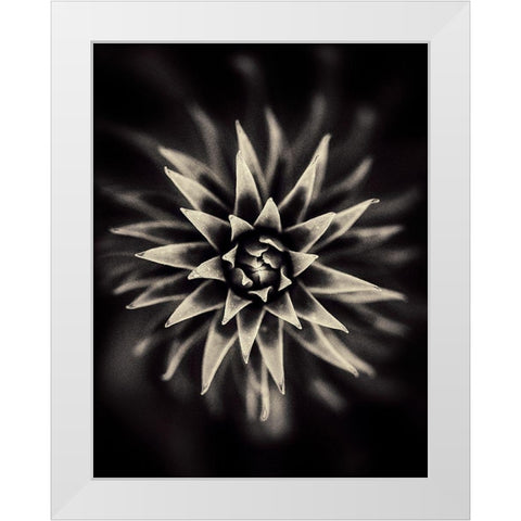Star White Modern Wood Framed Art Print by Salem, Saad