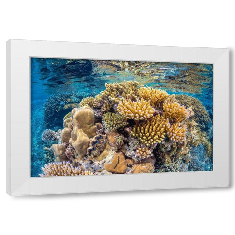 Reef of Mayotte White Modern Wood Framed Art Print by Gabriel, Barathieu
